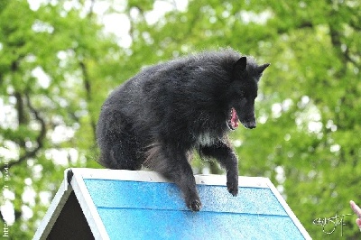 des perles noires - AGILITY