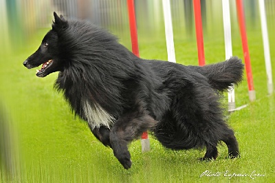 des perles noires - AGILITY