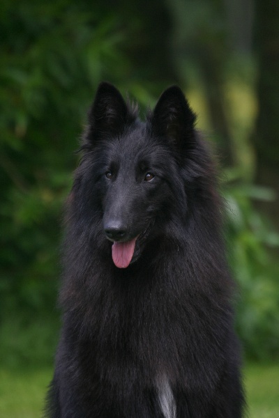 CH. Arès des perles noires