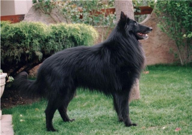 Memphis des perles noires