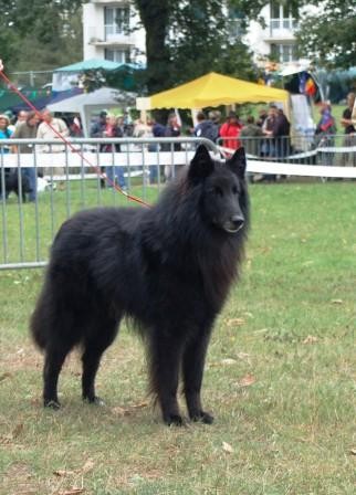 Uggi des perles noires