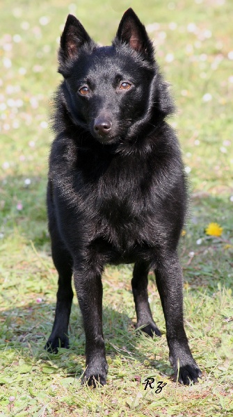Aliane des perles noires