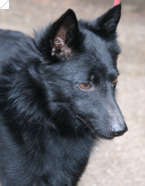 Cybelle des perles noires