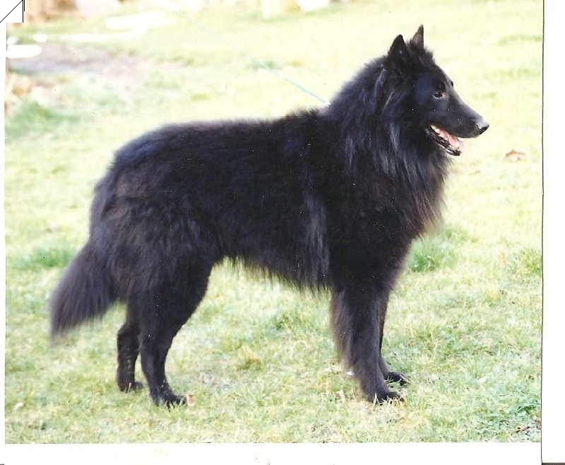 Marcus des perles noires
