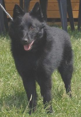 Dora des perles noires