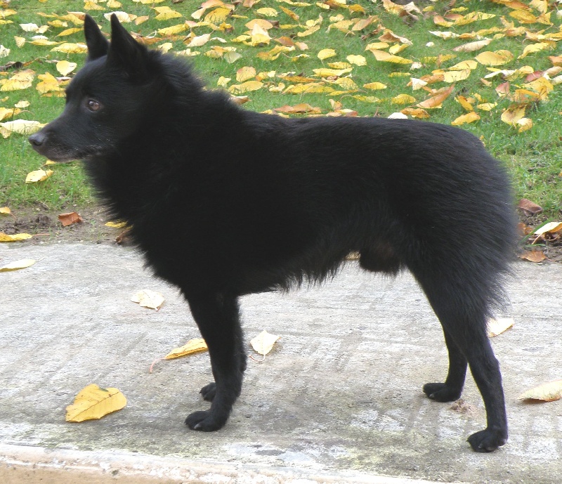 A'weempy des perles noires