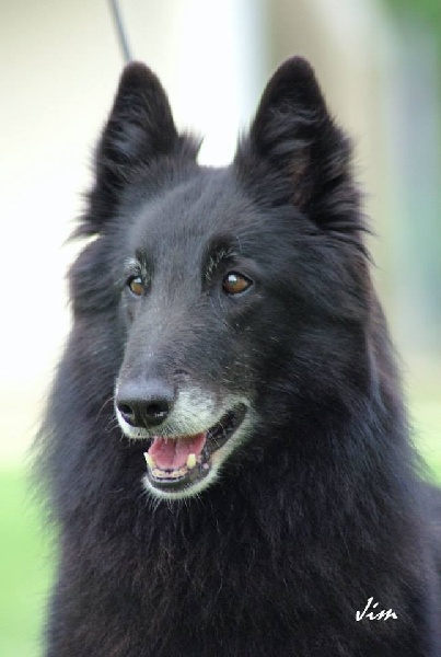 CH. Velvet des perles noires