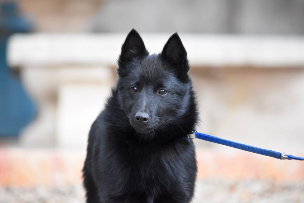 Lapis lazuli des perles noires