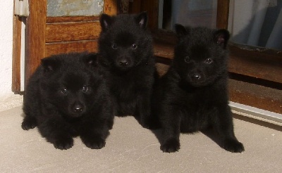 des perles noires - NAISSANCE