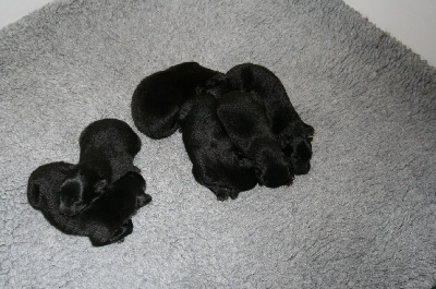 des perles noires - NAISSANCE