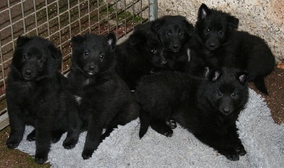 des perles noires - NAISSANCE