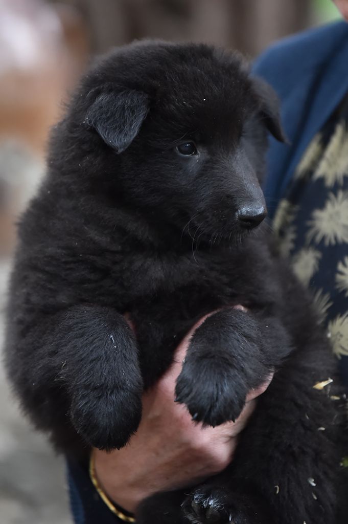 Chiots disponibles 