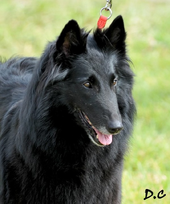 des perles noires - Chiots à venir ....