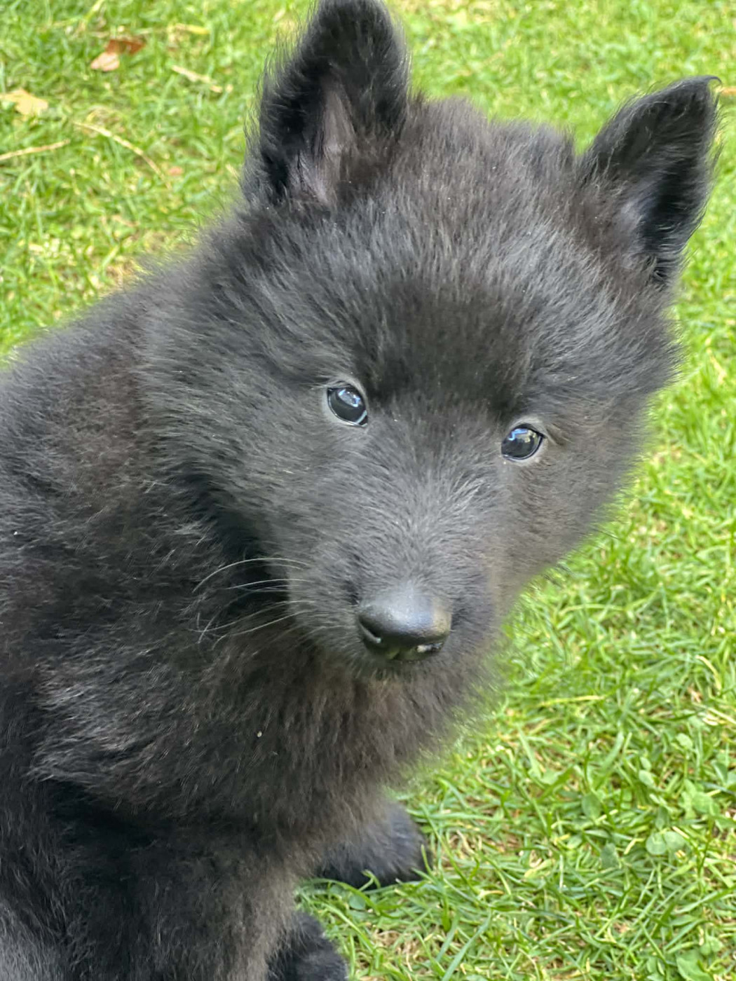 des perles noires - Chiots disponibles - Berger Belge