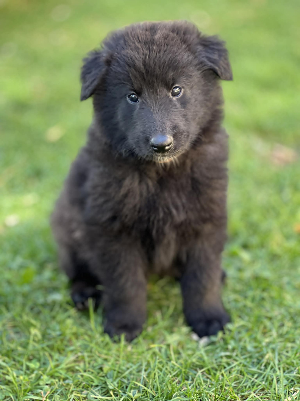 des perles noires - Chiots disponibles - Berger Belge