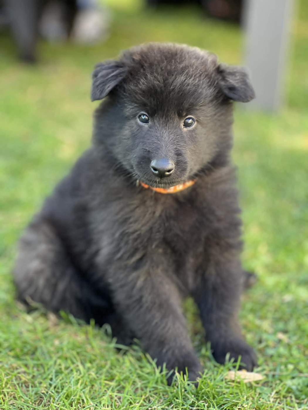 des perles noires - Chiots disponibles - Berger Belge