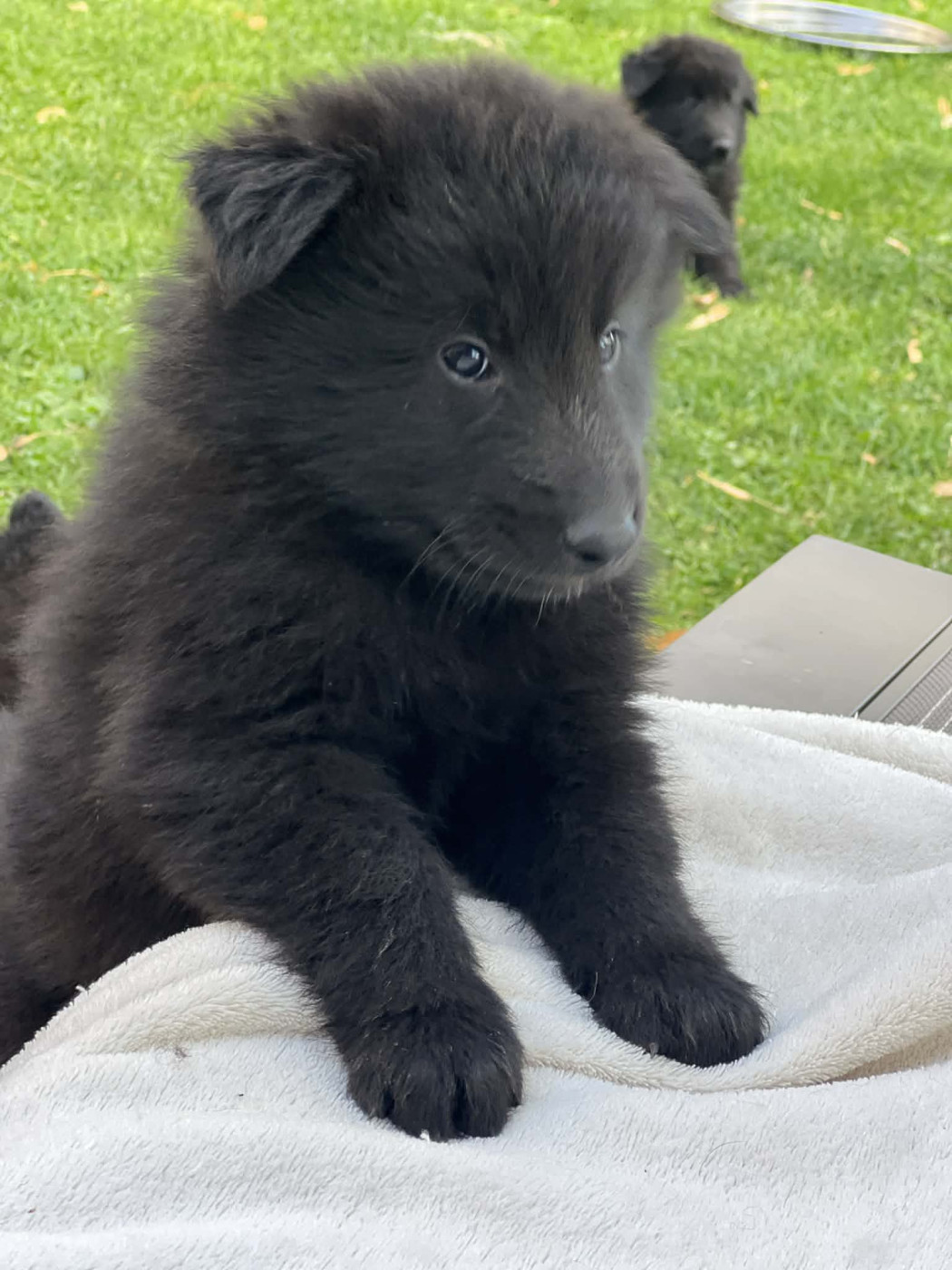 des perles noires - Chiots disponibles - Berger Belge