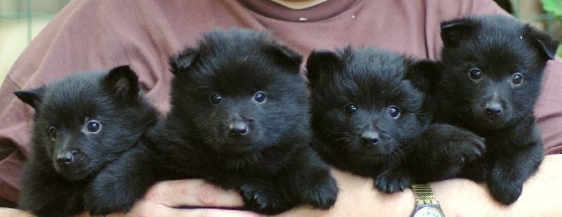 des perles noires - Schipperke - Portée née le 18/05/2010