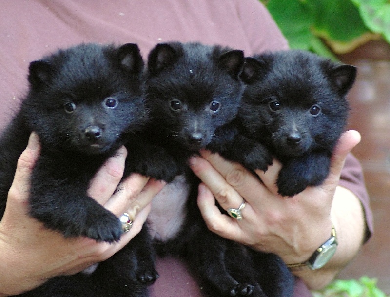 des perles noires - Schipperke - Portée née le 09/05/2010
